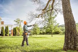 Best Tree Maintenance Programs  in Meadow Les, AK